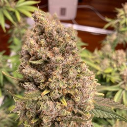 Medyczne nasiona marihuany CBD Bomb - odmiana konopi