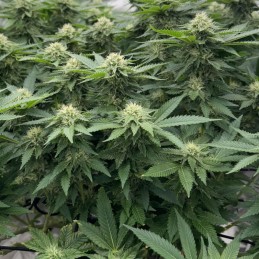 Nasiona marihuany CBuzz - odmiana konopi