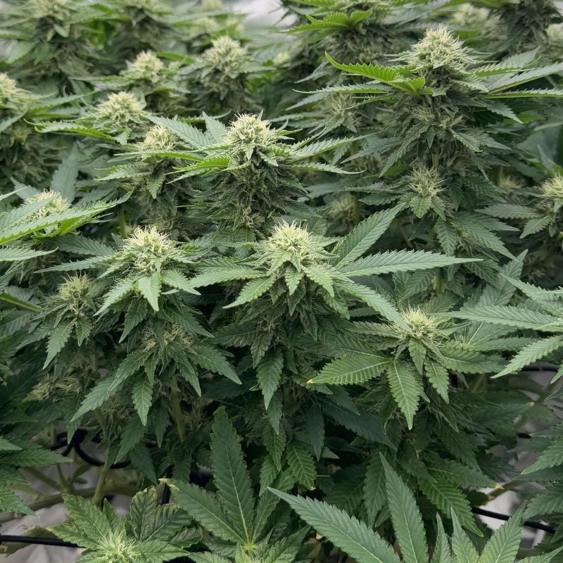 Nasiona marihuany CBuzz - odmiana konopi