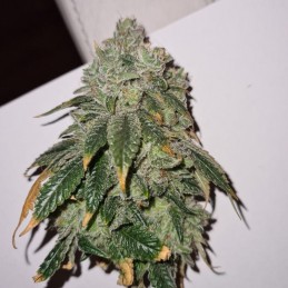 Nasiona marihuany automatyczne THC Auto - opis odmiany konopi