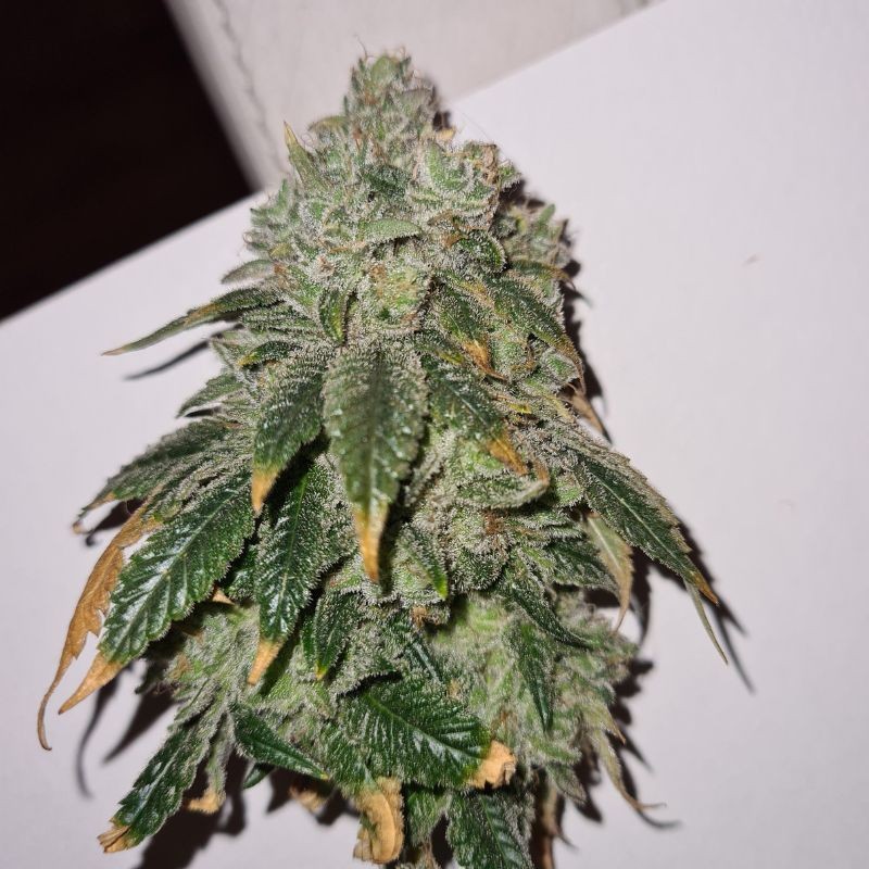 Nasiona marihuany automatyczne THC Auto - opis odmiany konopi
