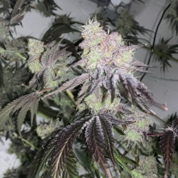 Nasiona marihuany Banana - odmiana konopi