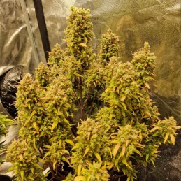 Nasiona marihuany Monkey - opis odmiany konopi