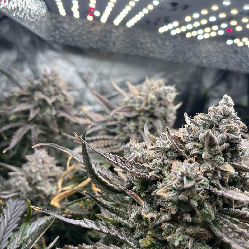 Nasiona marihuany Godfather - odmiana konopi