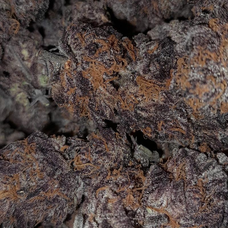 Nasiona marihuany Killer Purps - opis odmiany konopi