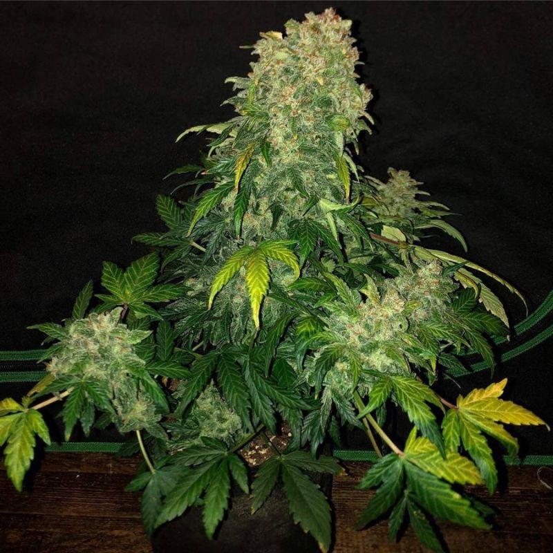 Nasiona marihuany Hash - odmiana konopi