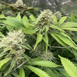 Nasiona marihuany Glookie - odmiana konopi