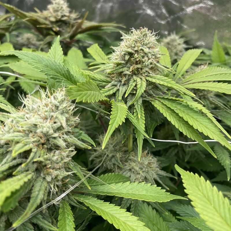 Nasiona marihuany Glookie - odmiana konopi