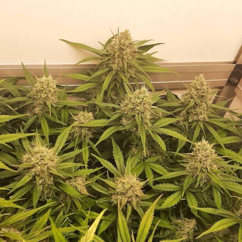 Nasiona marihuany Ice Bomb - opis odmiany konopi