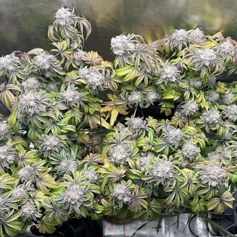 Nasiona marihuany Edam Bomb - odmiana konopi