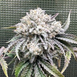 Nasiona marihuany automatyczne Cosmic Auto - odmiana konopi