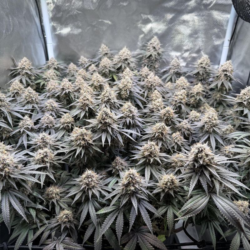 Nasiona marihuany THC Bomb - opis odmiany konopi