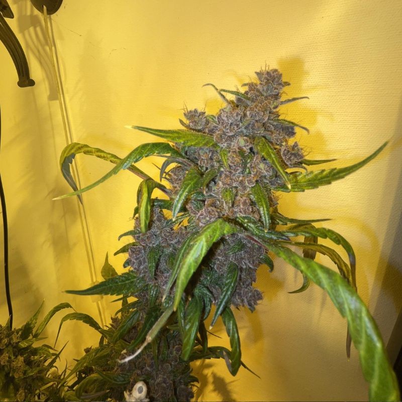 Nasiona marihuany Cherry - odmiana konopi