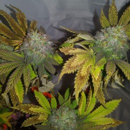 Nasiona marihuany Bubble Bomb - odmiana konopi