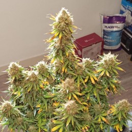 Nasiona marihuany Berry Bomb - odmiana konopi