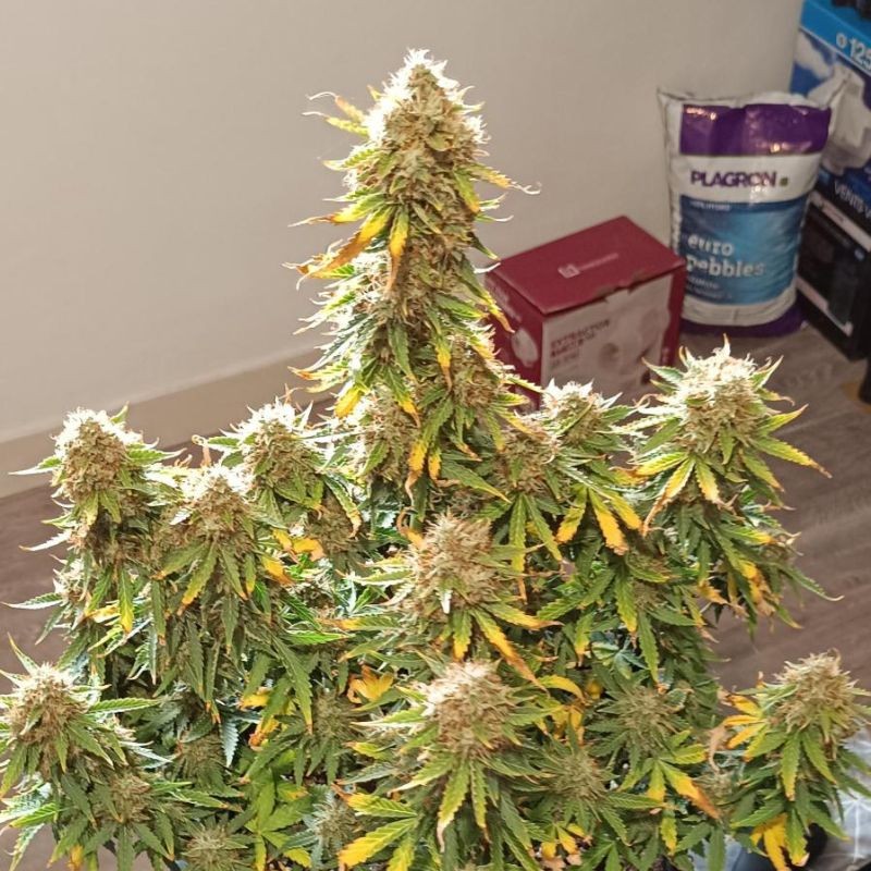 Nasiona marihuany Berry Bomb - odmiana konopi