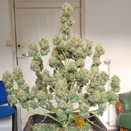 Nasiona marihuany automatyczne Baked Auto - odmiana konopi