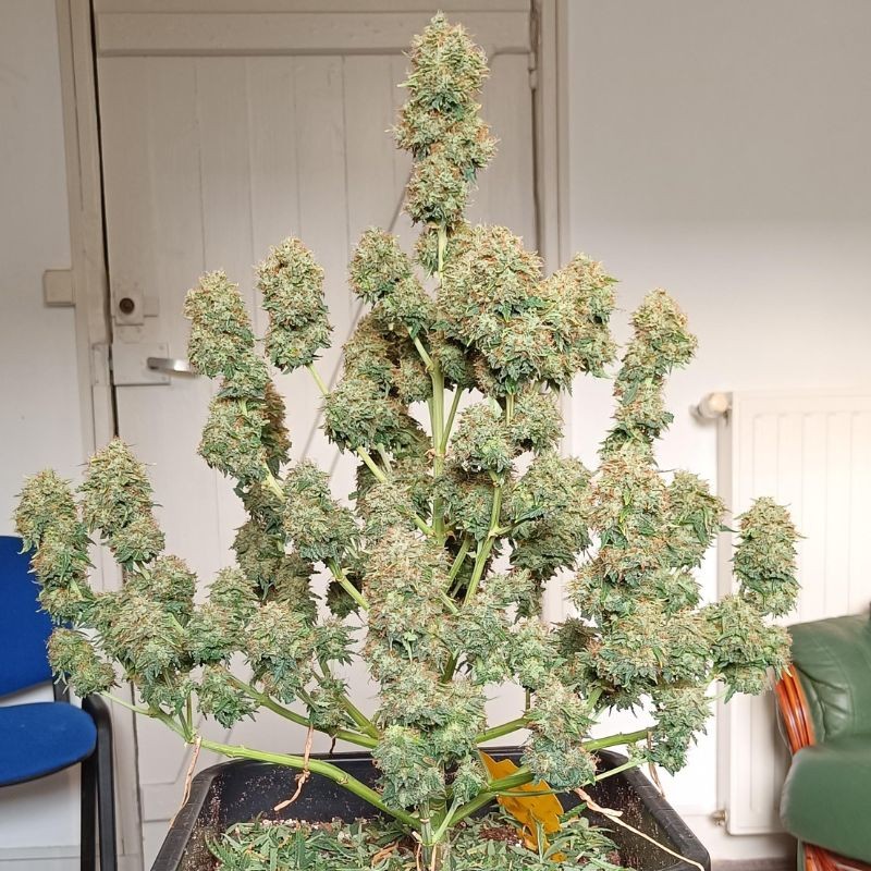 Nasiona marihuany automatyczne Baked Auto - odmiana konopi