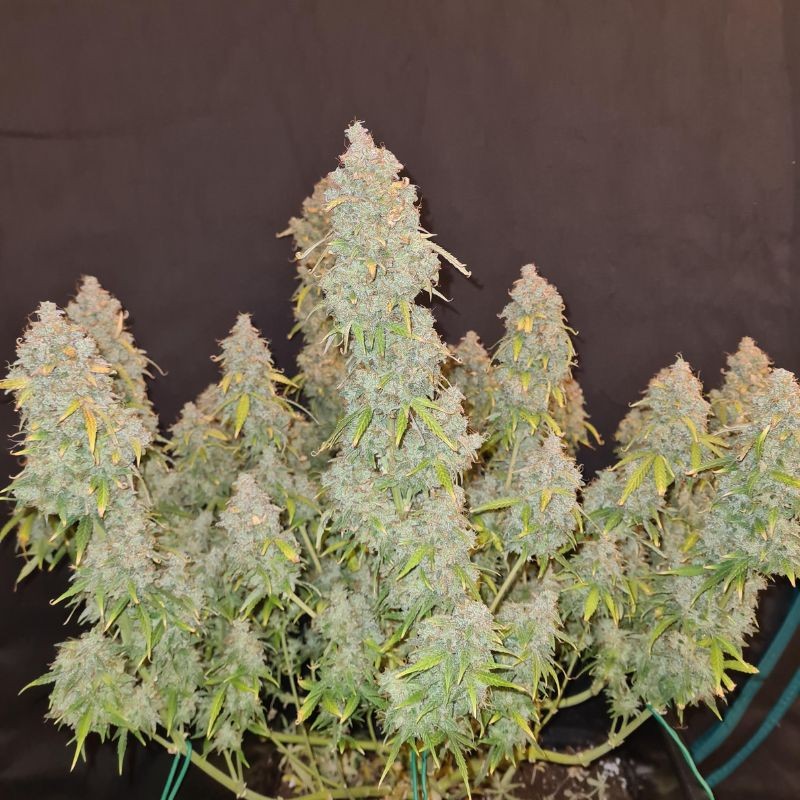 Nasiona marihuany Baked Bomb - odmiana konopi