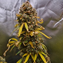 Nasiona marihuany Cluster Bomb Regular - odmiana konopi