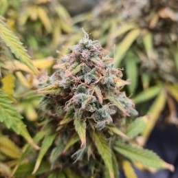 Nasiona marihuany automatyczne Atomic Bomb - odmiana konopi