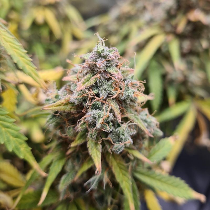 Nasiona marihuany automatyczne Atomic Bomb - odmiana konopi