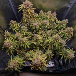 Nasiona marihuany Big Bomb - odmiana konopi