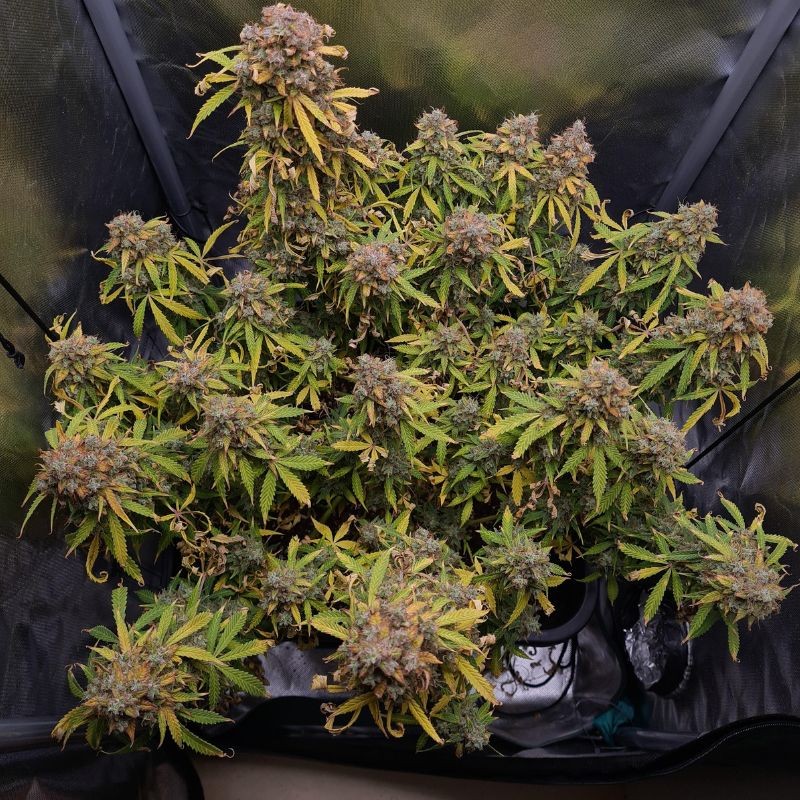 Nasiona marihuany Big Bomb - odmiana konopi