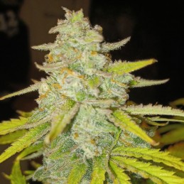 Nasiona medycznej marihuany Pink Doctor CBD - opis odmiany konopi