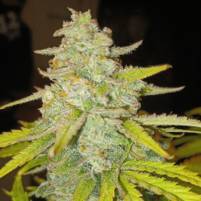 Nasiona medycznej marihuany Pink Doctor CBD - opis odmiany konopi