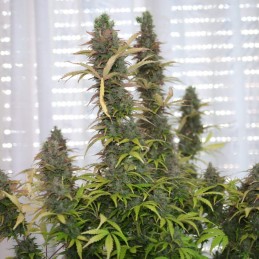 Nasiona marihuany Montana Chem Dog - opis odmiany konopi