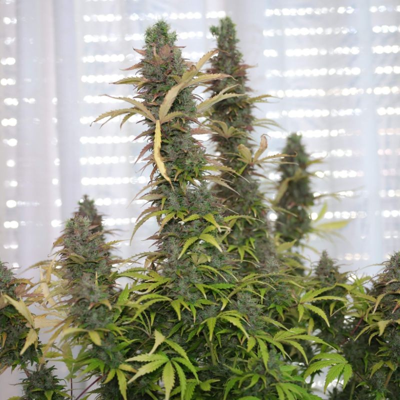 Nasiona marihuany Montana Chem Dog - opis odmiany konopi