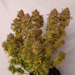 Nasiona marihuany Lady Mint - opis odmiany konopi