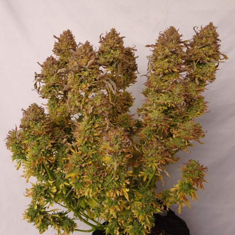 Nasiona marihuany Lady Mint - opis odmiany konopi