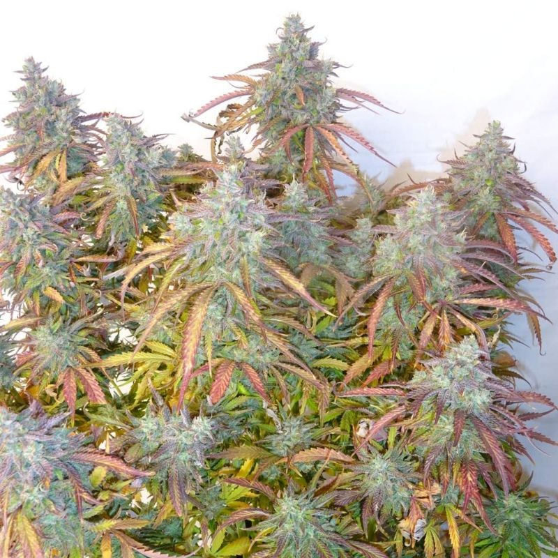 Nasiona marihuany Kush Milk - opis odmiany konopi