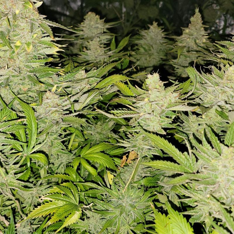 Nasiona marihuany Kinder Kush - opis odmiany konopi