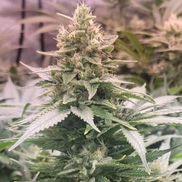 Nasiona marihuany Canadian Cream - odmiana konopi