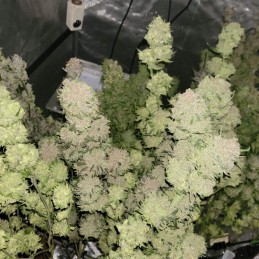 Nasiona marihuany automatyczne Auto Lady Bug - odmiana konopi