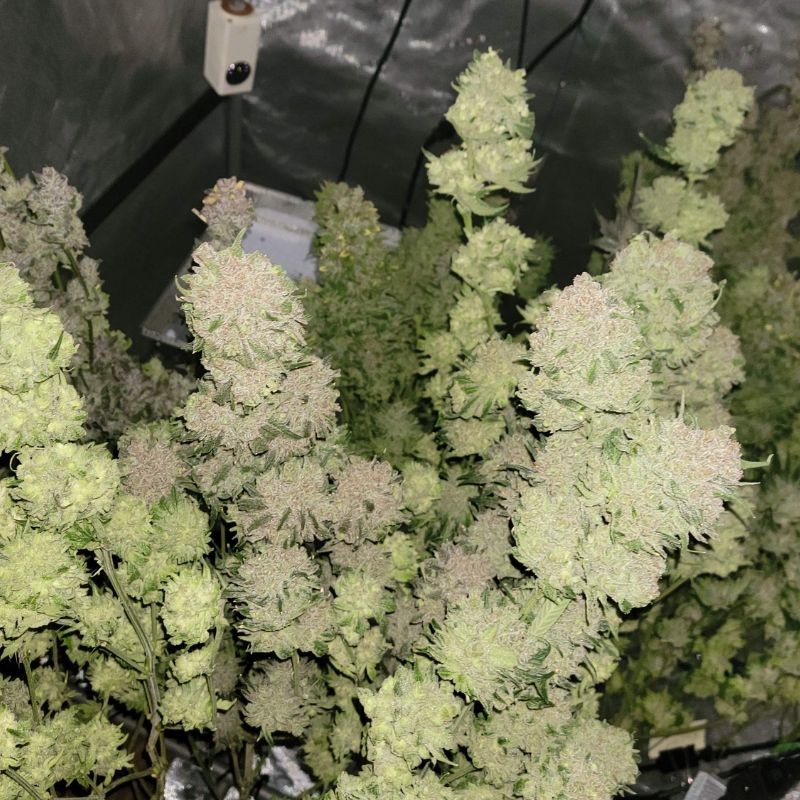 Nasiona marihuany automatyczne Auto Lady Bug - odmiana konopi