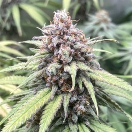 Nasiona marihuany automatyczne Auto Bio Lime - odmiana konopi