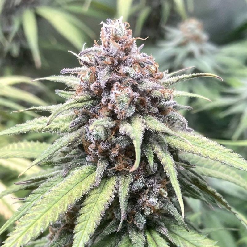 Nasiona marihuany automatyczne Auto Bio Lime - odmiana konopi