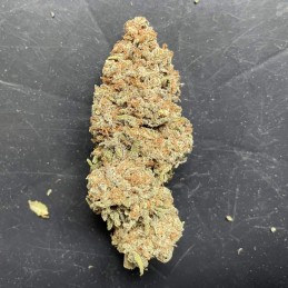 Nasiona marihuany automatyczne Auto AK Bio - odmiana konopi