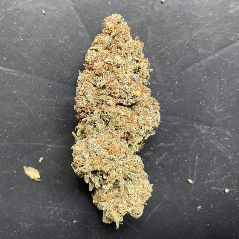 Nasiona marihuany automatyczne Auto AK Bio - odmiana konopi