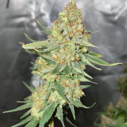 Nasiona marihuany AK BIO - odmiana konopi