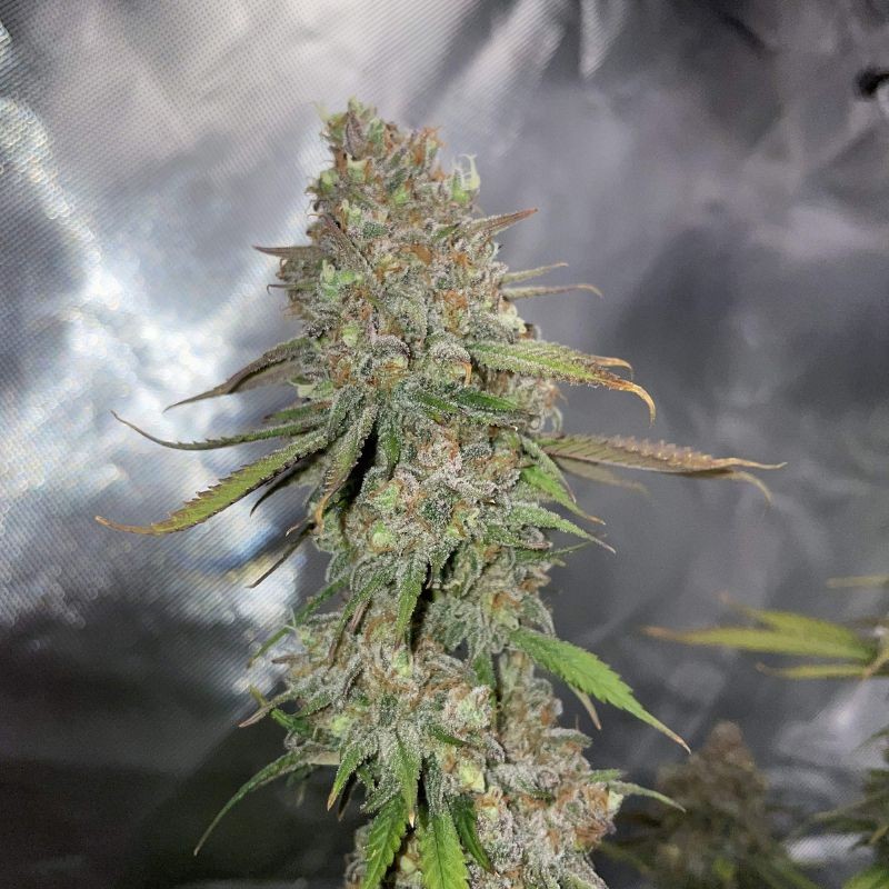 Nasiona marihuany Rosetta Stone XX - opis odmiany konopi