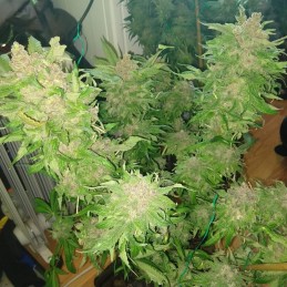 Nasiona marihuany Killer Queen XX - opis odmiany konopi