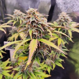 Nasiona marihuany automatyczne Apollo XX - odmiana konopi