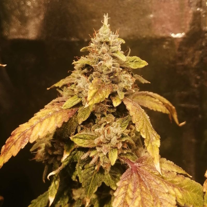 Nasiona marihuany Cinderella XX - odmiana konopi