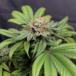 Nasiona marihuany Criminal Jack - odmiana konopi