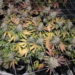 Nasiona marihuany Big Lights - odmiana konopi